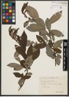 Foto von Salix appendiculata Vill.